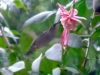 4webhummingbird